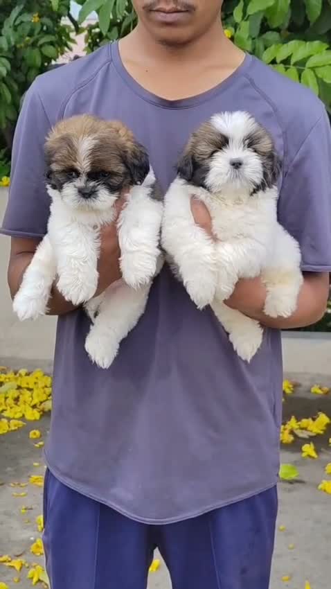 Shih Tzu | Black Color, farm video