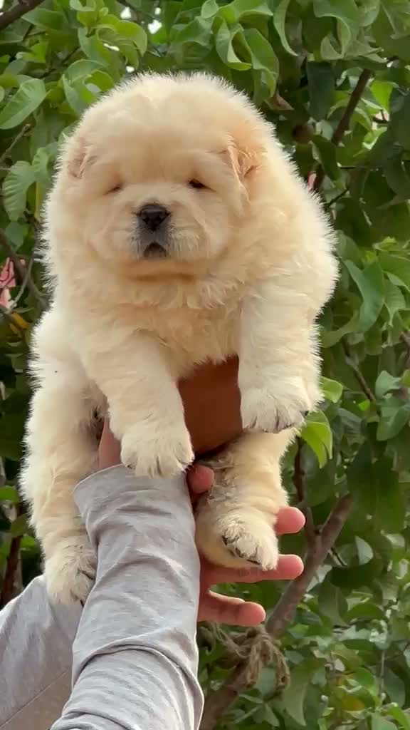 Chow Chow Puppies, farm video