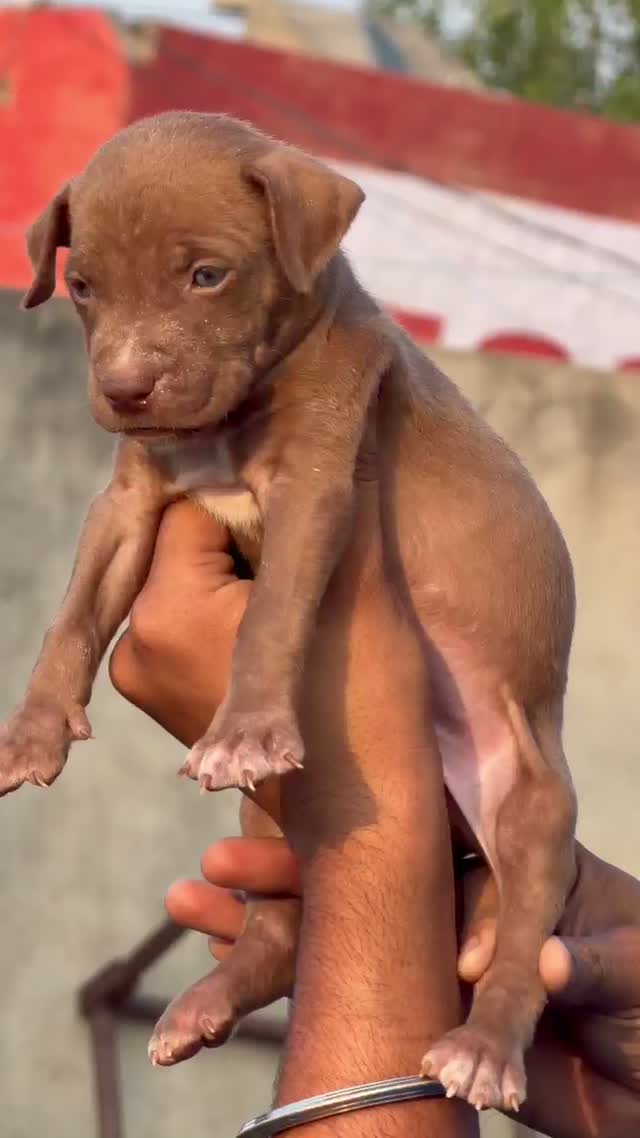 Pitbull Terrier Puppy, farm video