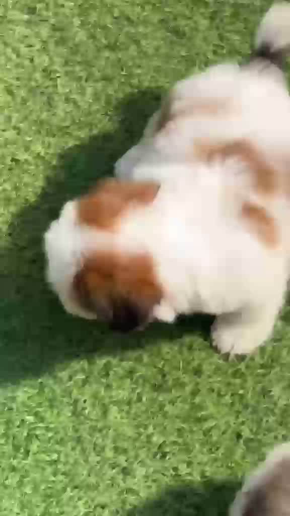 Shih Tzu | Black Color, farm video