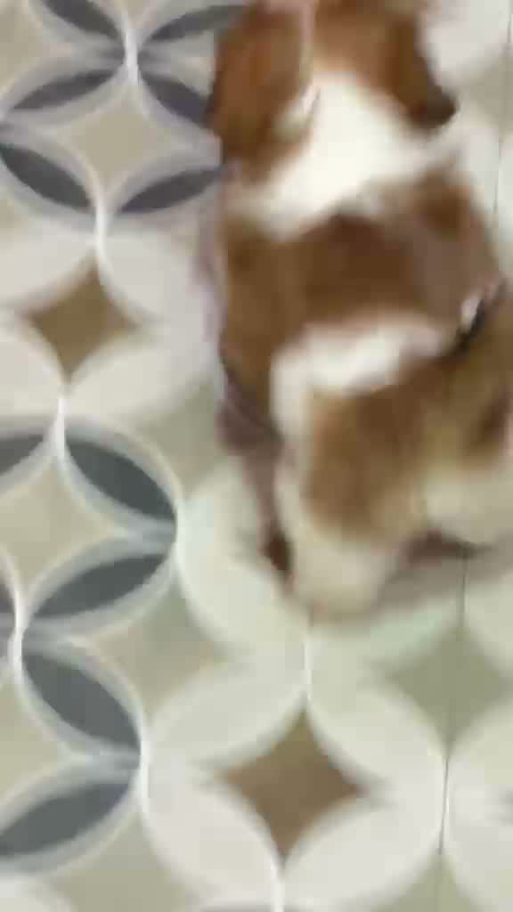 Shih Tzu | Black Color, farm video