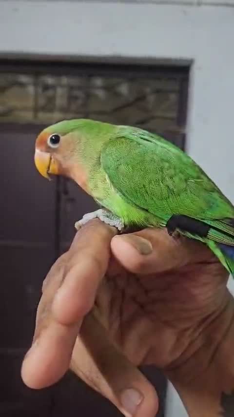 African Grey Parrot, farm video