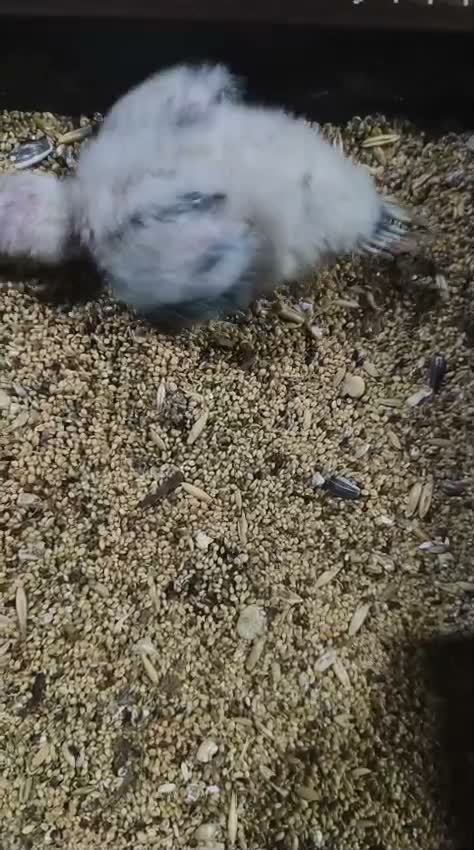 Pineapple Headed Conure, farm video