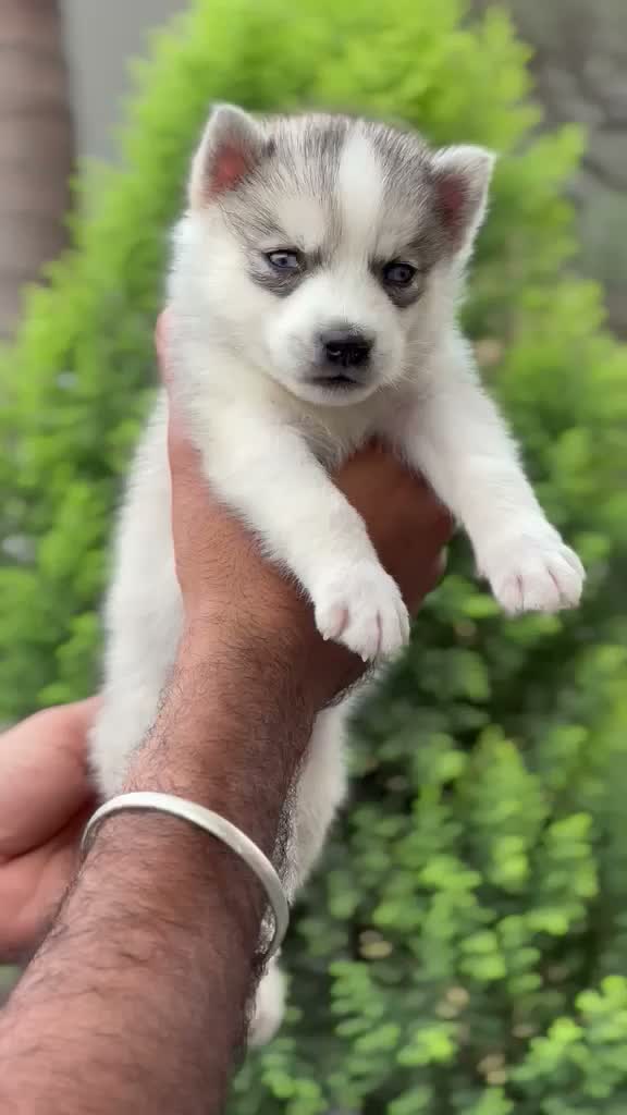 Siberian Husky Puppy | Black & White Color, farm video
