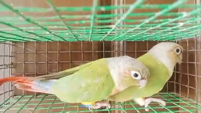 Pineapple Headed Conure, farm video