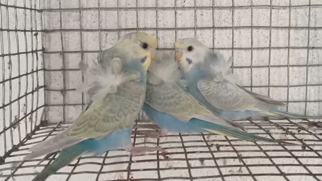 Helicopter Budgies, farm video