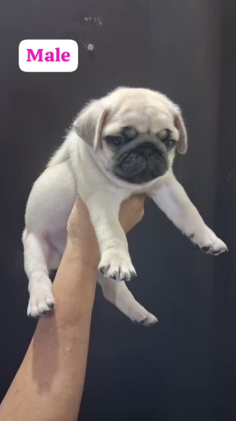 Pug Puppy, farm video