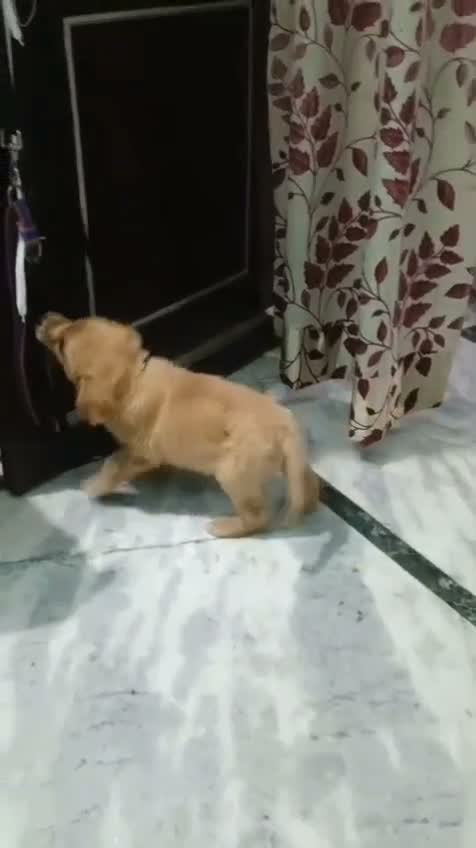 Golden Retriever, farm video