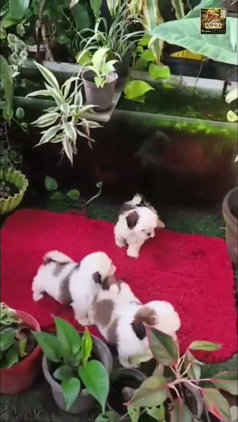 Shih Tzu | Black Color, farm video