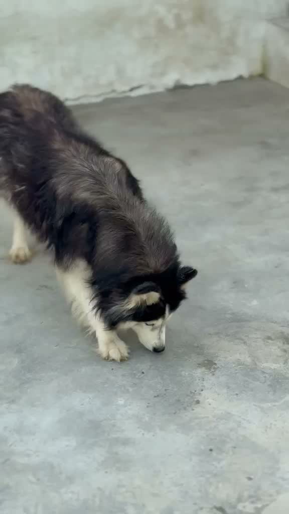 Siberian Husky Puppy | Black & White Color, farm video