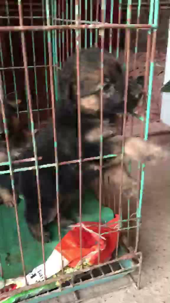 German Shepherd Puppy, farm video