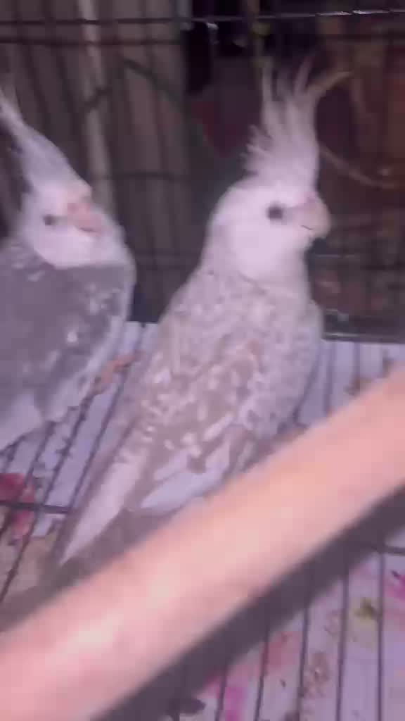 Cockatiel, farm video