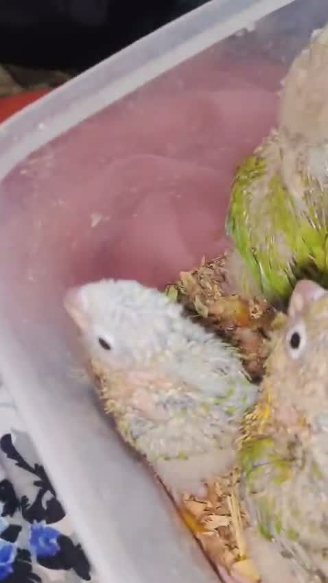 Pineapple Headed Conure, farm video