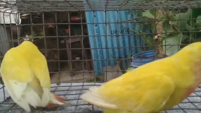 African Love Birds | Violet, farm video