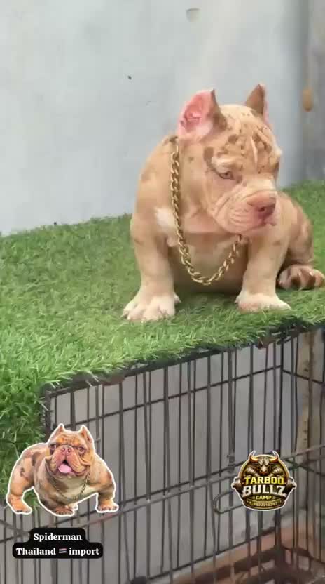 American Bully XL Size Puppy, farm video