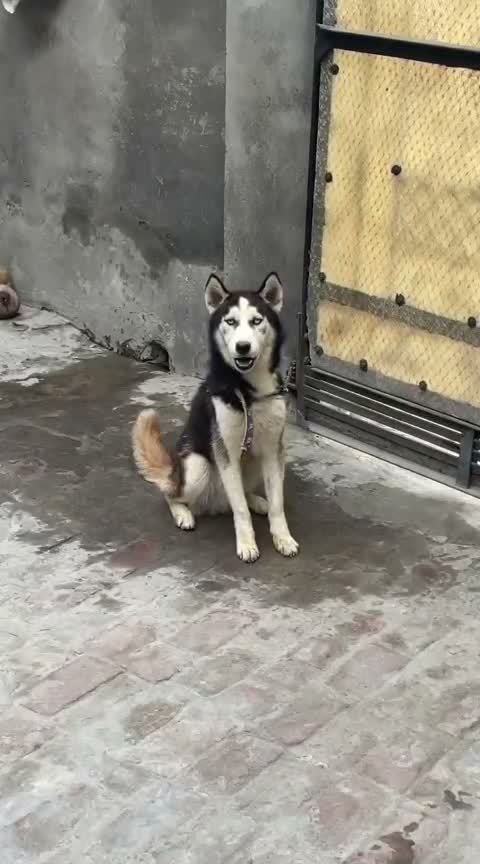 Siberian Husky Puppy | Black & White Color, farm video
