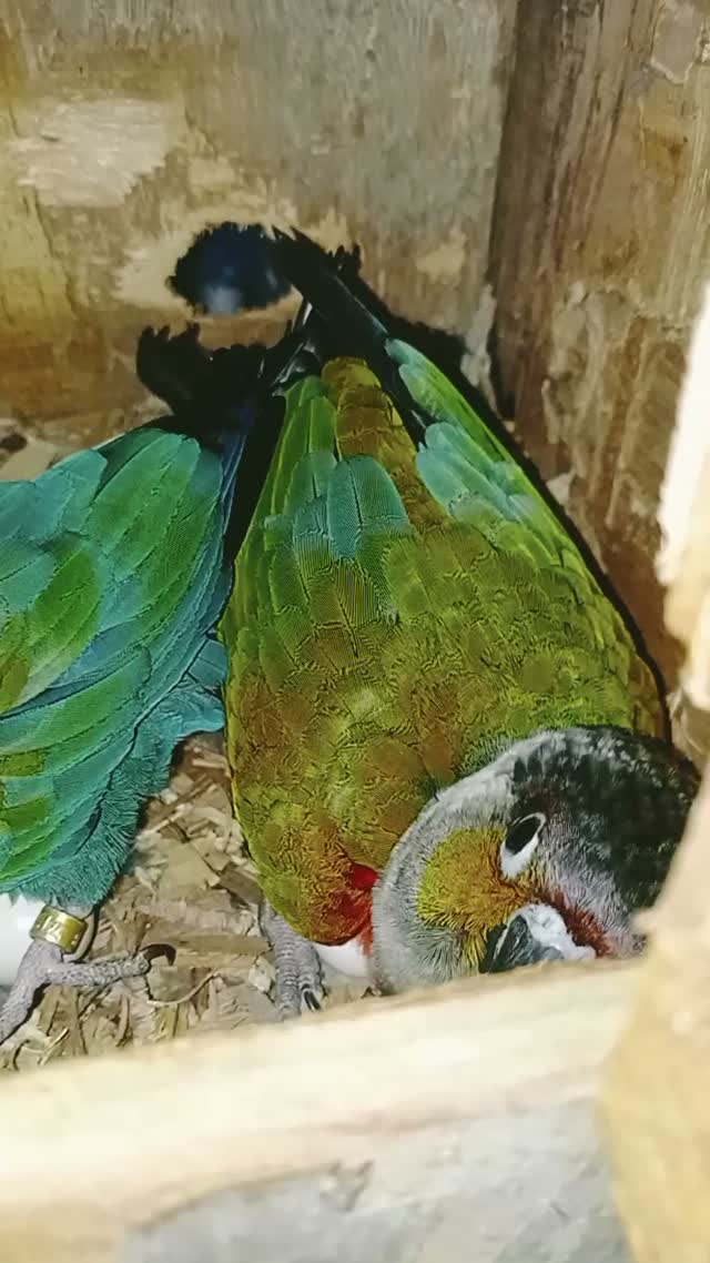Small Cheek Conure, farm video