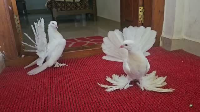 Homer Pigeon, farm video