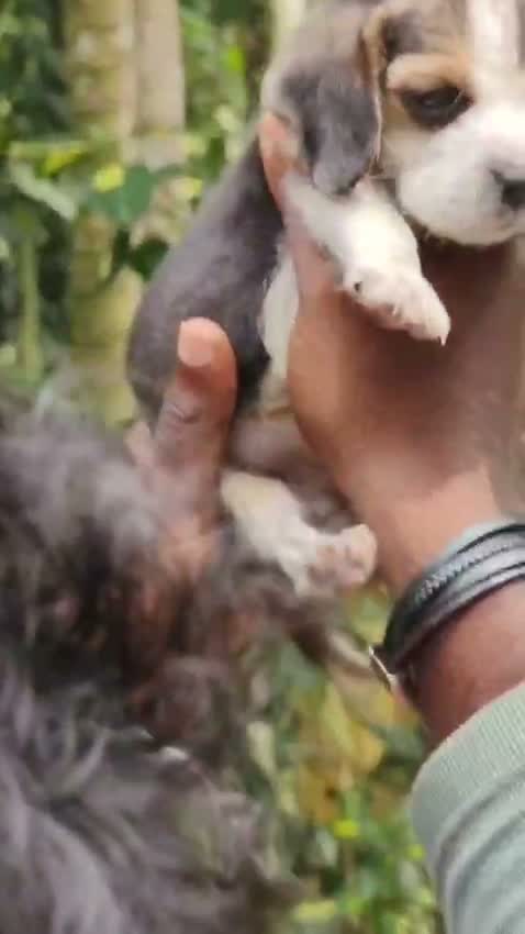 Beagle Black & Tan Puppy, farm video