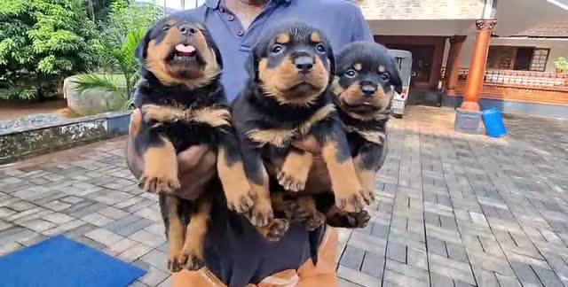 Dachshund Puppy | Brown & Tan, farm video