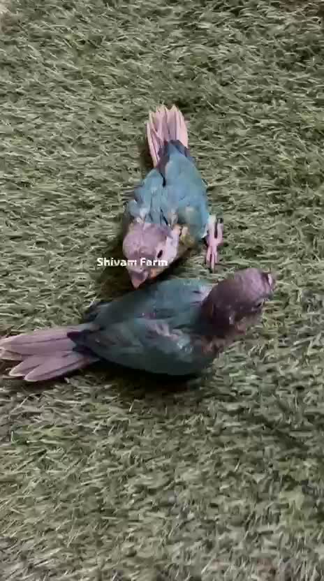 Small Cheek Conure, farm video