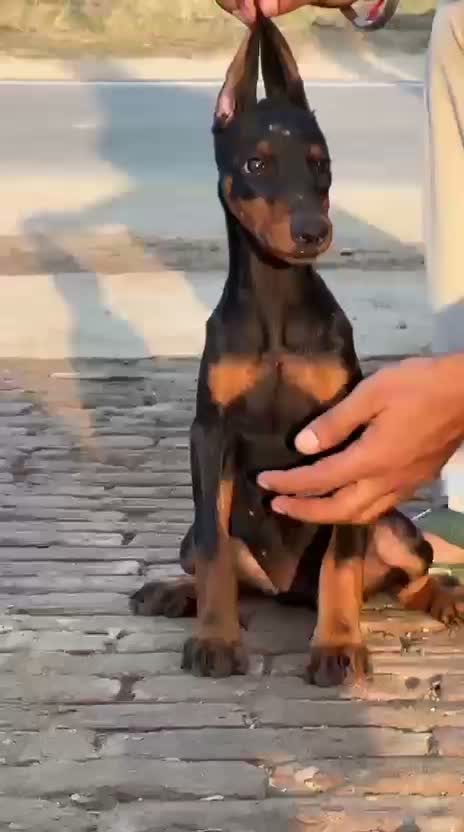 Doberman Pinscher Puppy, farm video