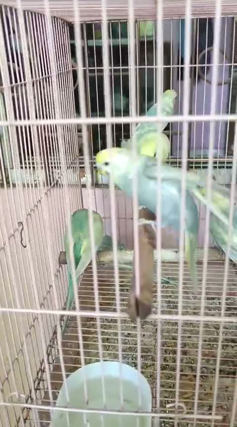 Budgies | Fallow, farm video