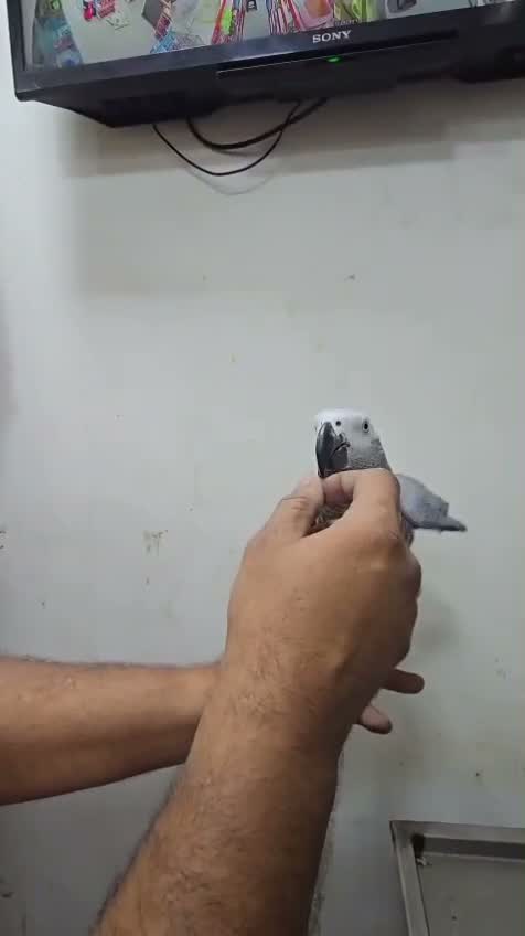 African Grey Parrot, farm video