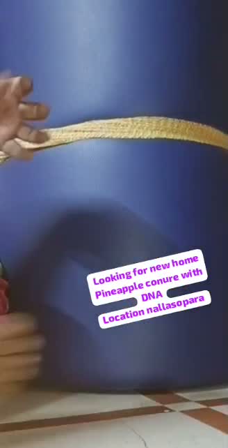 Pineapple Headed Conure, farm video
