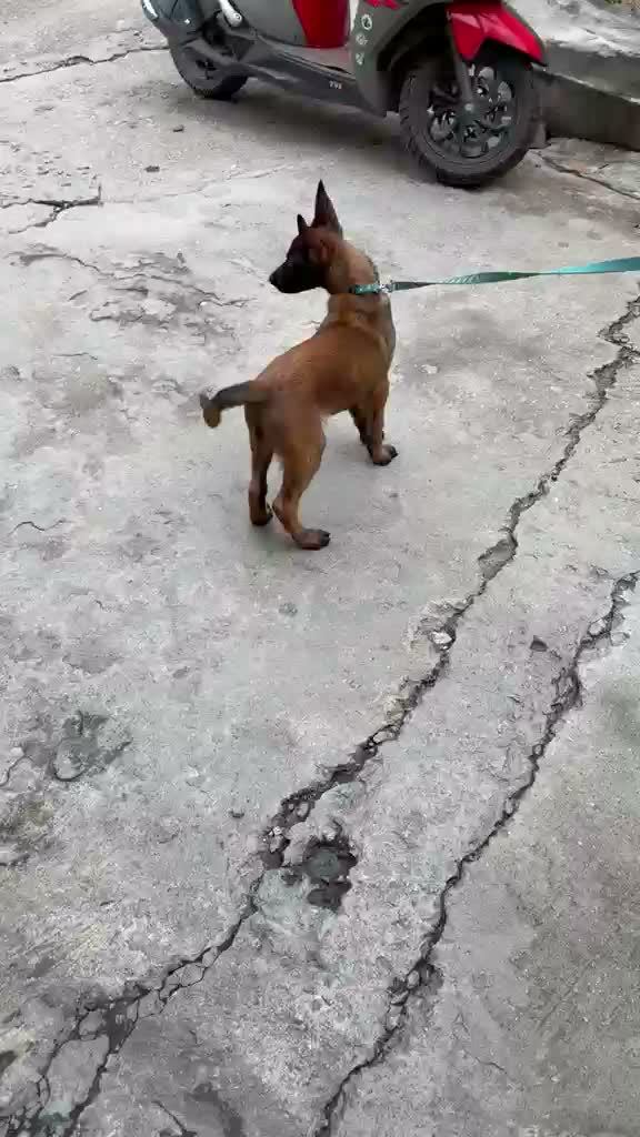 Belgian Malinois Puppy, farm video
