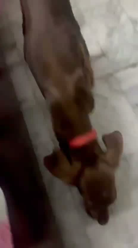Doberman Pinscher Puppy, farm video