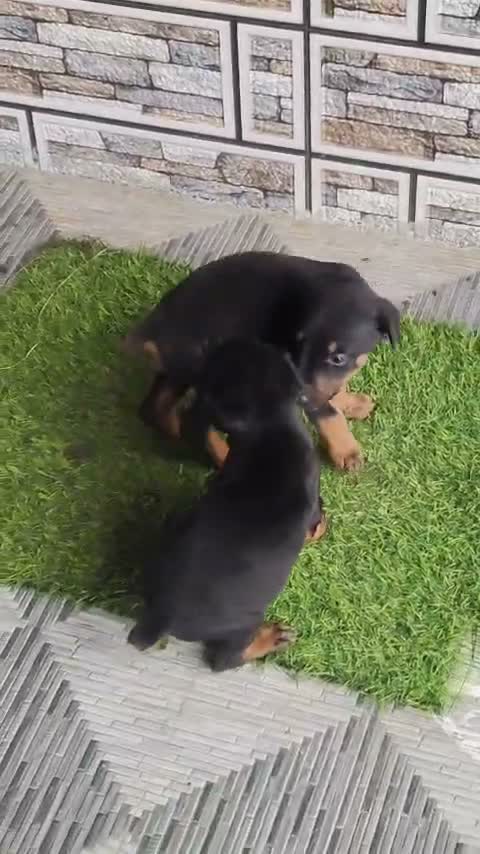 Doberman Pinscher Puppy, farm video
