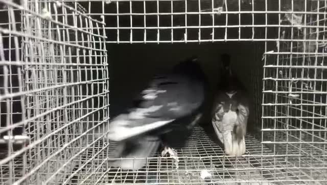 Homer Pigeon, farm video