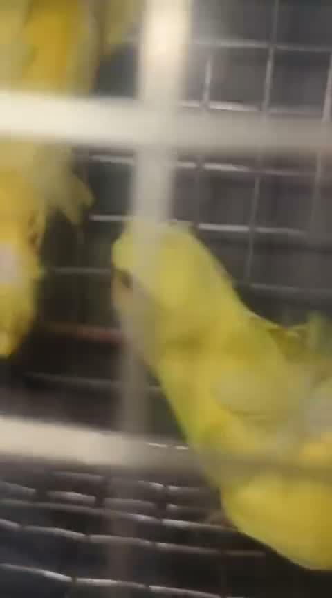 Homer Pigeon, farm video