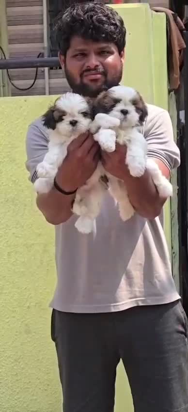 Dachshund Puppy | Brown, farm video