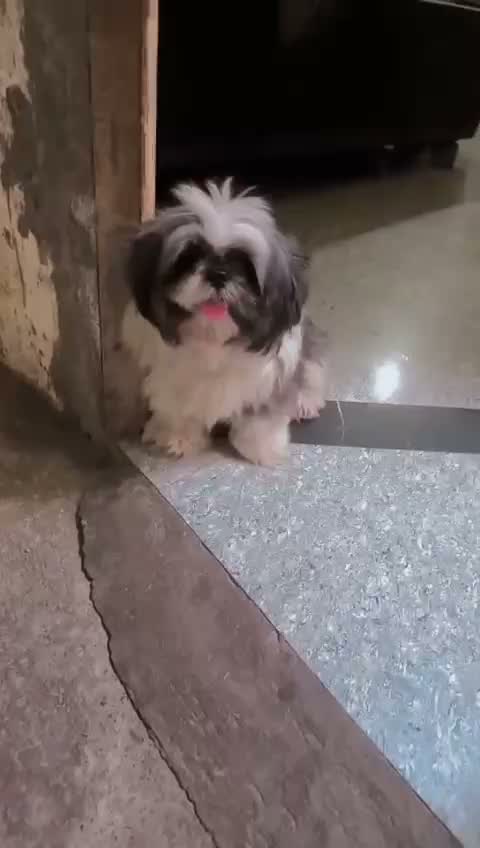 Shih Tzu | Black Color, farm video