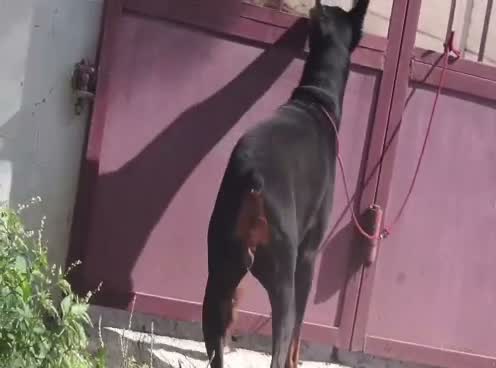 European Doberman Puppy | Black & Tan, farm video