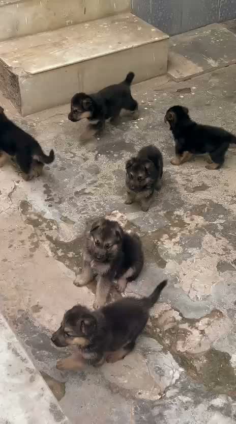 German Shepherd Puppy, farm video