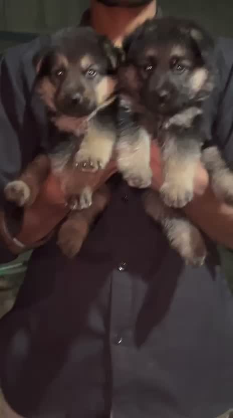 German Shepherd Puppy, farm video