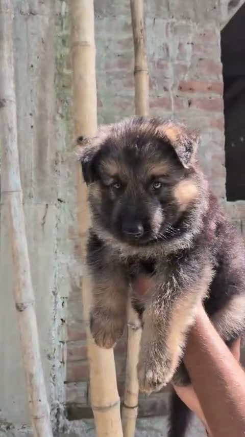 German Shepherd Puppy, farm video