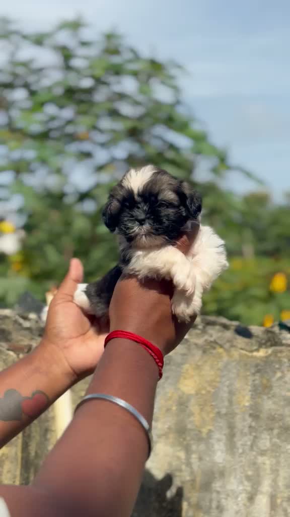 Shih Tzu | Black Color, farm video