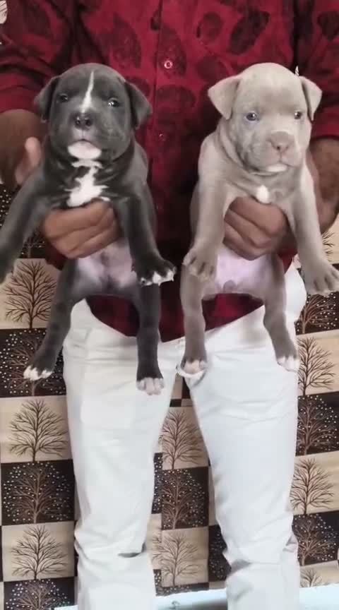 American Bully XXL Size Puppy, farm video