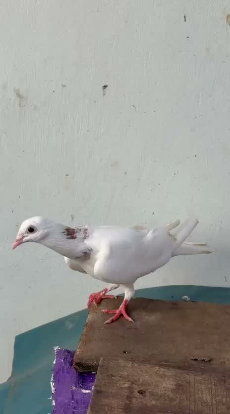 Persian, farm video