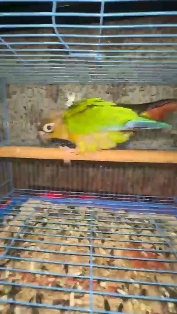 Small Cheek Conure, farm video