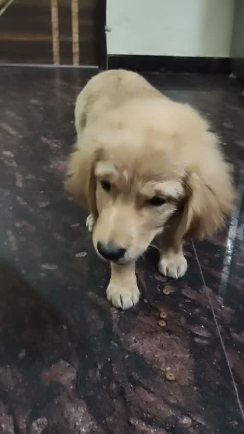 Golden Retriever, farm video