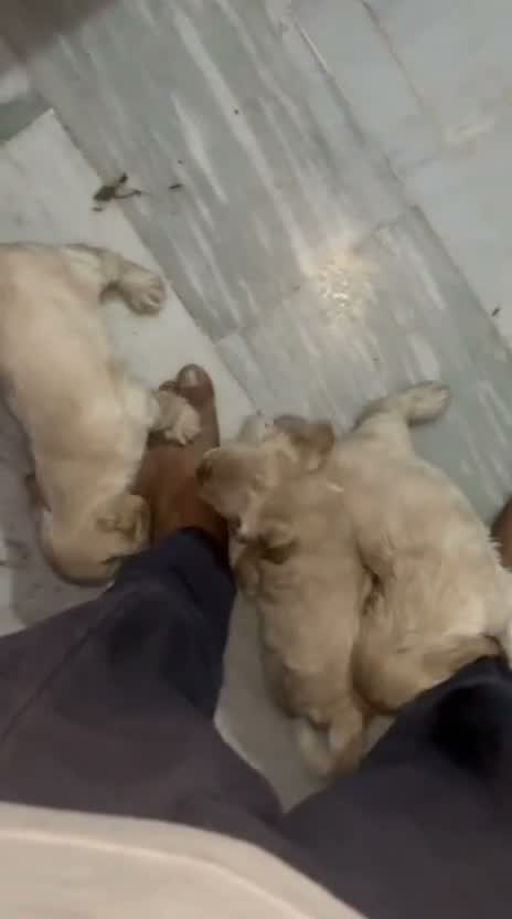 Dachshund Puppy, farm video