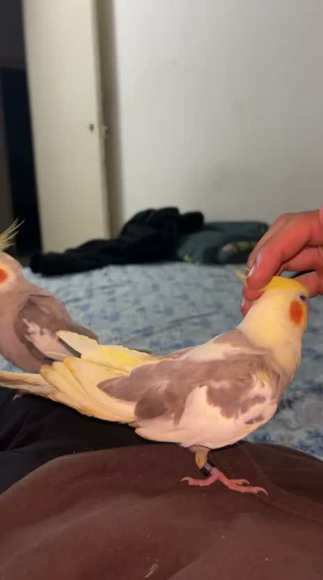 Cockatiel, farm video