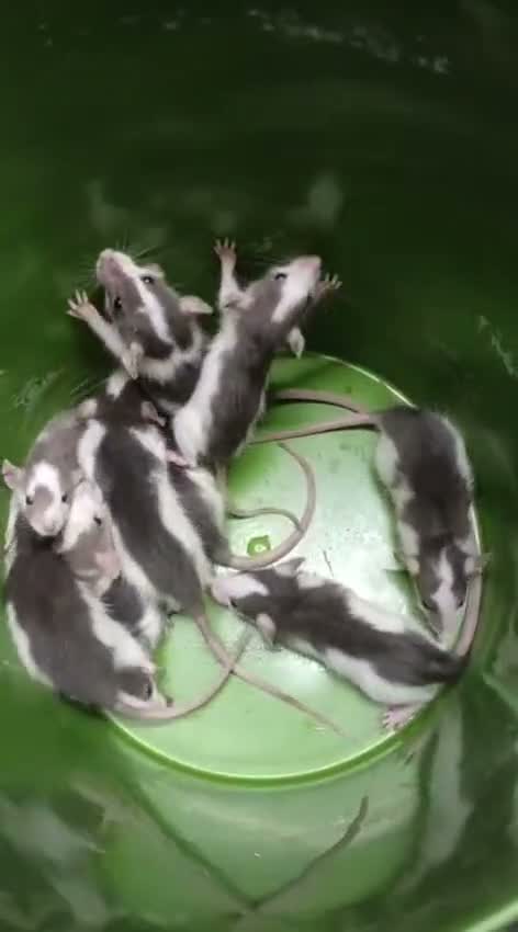 Siberian Husky Puppy | Black & White Color, farm video