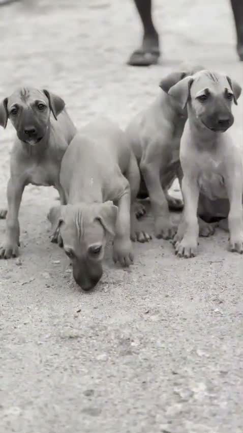 Chippiparai Puppy, farm video