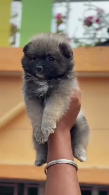 Pomeranian Puppy, farm video
